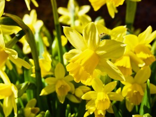 Fototapeta premium Flowering yellow daffodils in flower bed in spring.