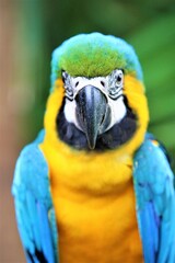 Arara verde azul preto amarelo e branco com desfoque de fundo.