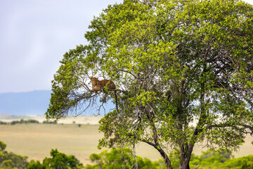 Big cat - spotted leopard