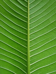 close up leaf texture