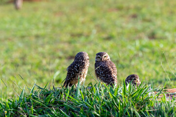Three owls in the green grass - Strigiformes
