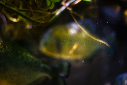 green and gold amazonian piranha close-up