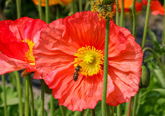 Honey bee clinging onto yellow stamens of a bright red Iceland Poppy (Papaver nudicaule)