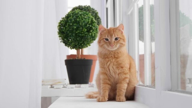 Cute orange tabby kitten on windowsill at home