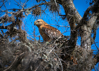 Red-shouldered Hawk in a nest I believe at Cullinan Park in Sugar Land, Texas!