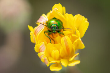 Green beetle in yellow flower