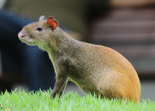 Roedor conhecido como cutia no suldeste do estado do Par&aacute;, andando livremente.