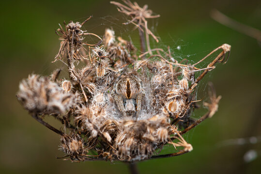 Velvet spider