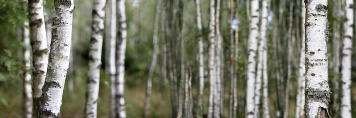 tree trunks in the foreground against the background of a blurred silhouette of a birch grove. summer forest panoramic landscape