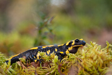 Fire salamander (Salamandra salamandra)