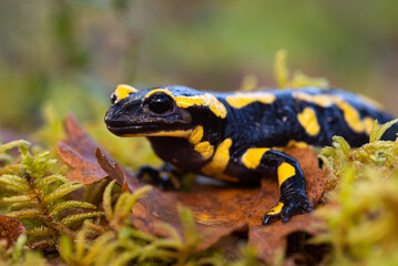 Fire salamander (Salamandra salamandra)