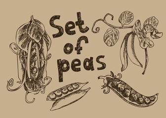 A set of peas on a branch with leaves. Hanging pea pods. Linear drawing in brown tones. With the inscription