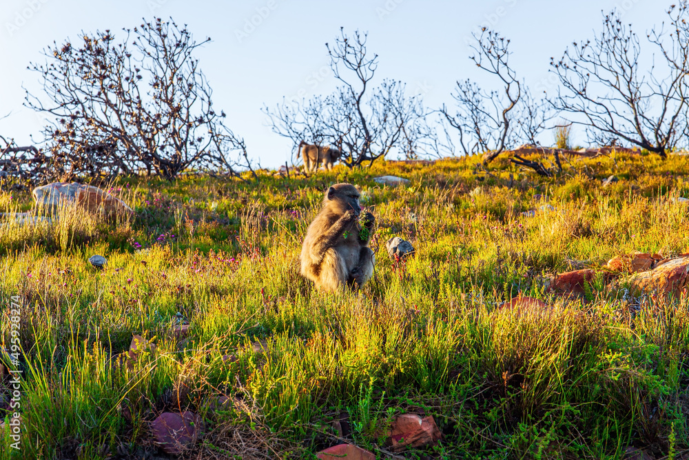 Sticker herd of baboons feeding