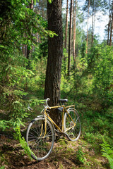 Fototapeta premium Vintage golden color bicycle in the forest near the pine trunk, hard bright sun natural light
