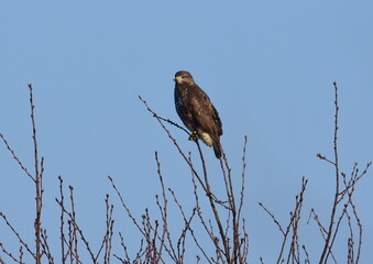 Mäusebussard