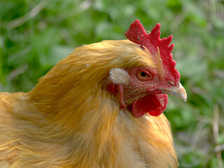 Hen on a farm