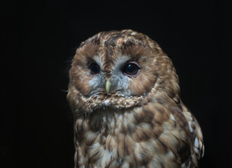 Portrait of a Great Horned Owl