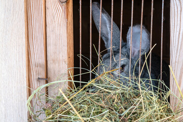 rabbit in a cage eats hay and grass. Home rabbit farm. Agricultural animal husbandry, animal breeding.