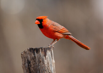 cardinal