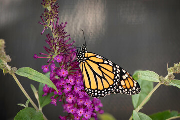 Naklejka premium Monarch Butterfly