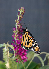 Monarch Butterfly