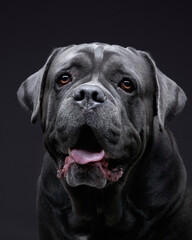 dog with open mouth on a black background. Blue, Gray Intalian Cane-Corso