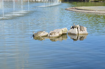 Tortugas en lago