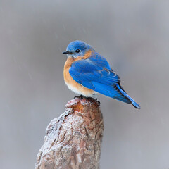 bluebird on perch in winter