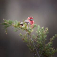 house finch