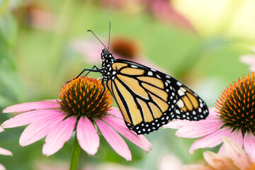 Monarch Butterfly