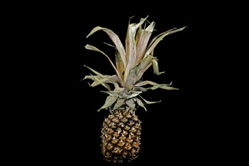 Old dry flabby pineapple on a black background