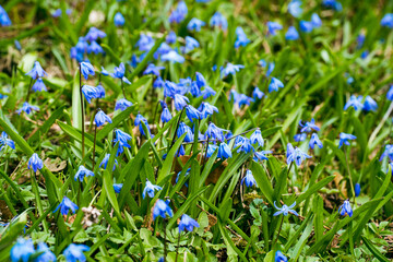 blue spring flowers