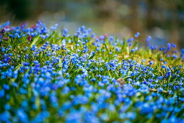 blue scilla spring