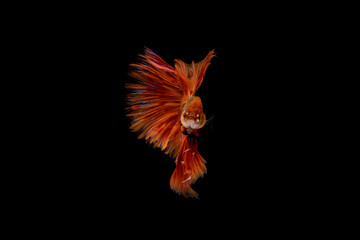 Obraz premium motion of betta fish. fighting fish isolated on black background.