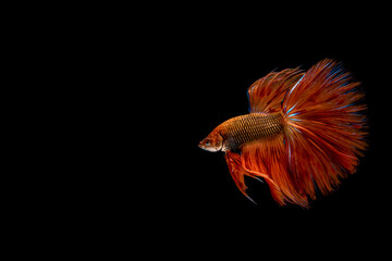 motion of betta fish. fighting fish isolated on black background.