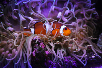 Naklejka na ściany i meble Clownfish in Anemone