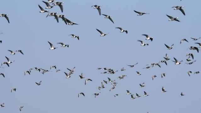 Barnacle geese flying in the polder of Eemnes in the netherlands, end of the shot they all dissapear with a blue sky left