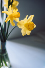 bouquet of yellow daffodils in a vase on a bright background, spring flowers