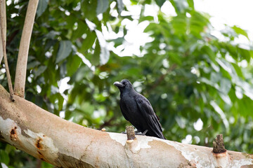 Black Crow