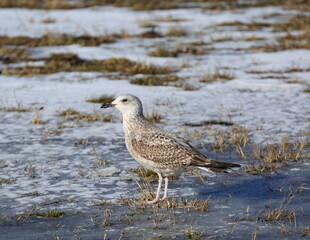 A large mottled seagull on snow-covered ice