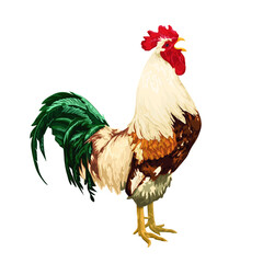 colorful rooster, vector illustration. poultry farming .easter