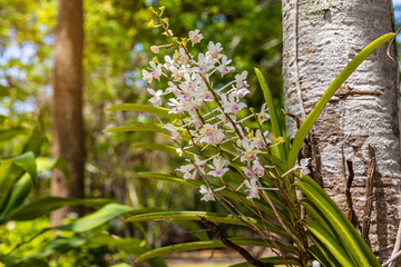 Vanda lilacina Teijsm. & Binn., Beautiful rare wild orchids in tropical forest of Thailand.