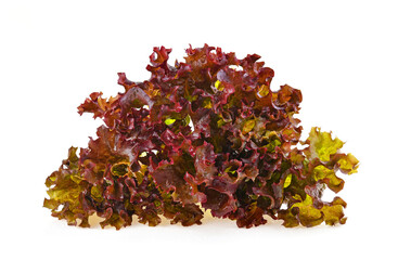 Red oak lettuce on white background.