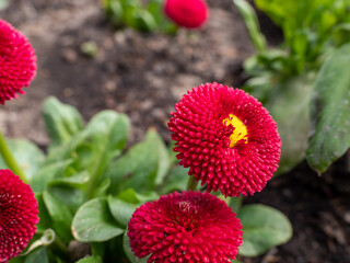 Pink chamomile flower close up