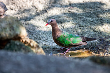 Common emerald dove