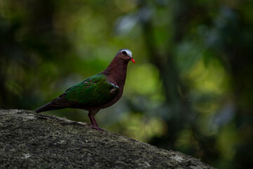 Common emerald dove