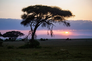 Fototapeta na wymiar Beautiful sunrise or sunset in african savanna with acacia tree, Masai Mara national park, Kenya, Africa 