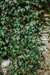 Ivy Green leaves