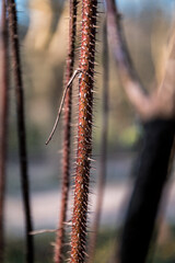 close up of thornes