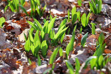 Bärlauch im Wald bei Sonnenschein